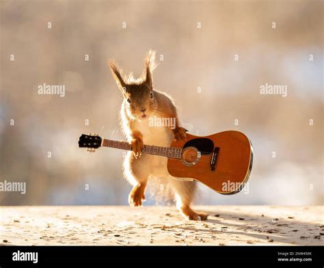 Red squirrel playing with a guitar Stock Photo - Alamy