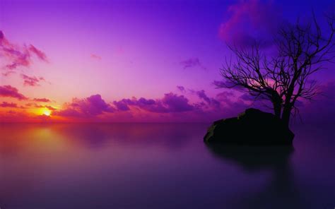 Purple Tree Wallpapers - Wallpaper Cave