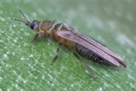 Thrips tabaci (Onion thrips): female on an onion leaf - a photo on ...