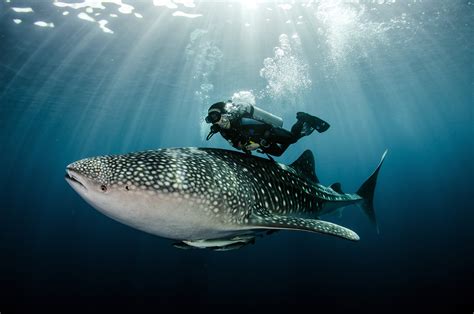 Basking Shark vs. Whale Shark: The Oceans' Biggest Fish