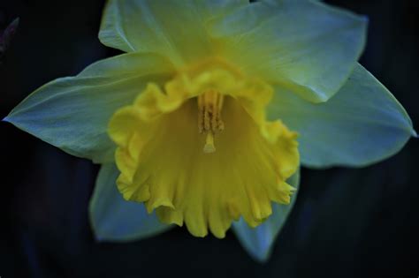 Daffodil Yellow Flower - Free photo on Pixabay - Pixabay