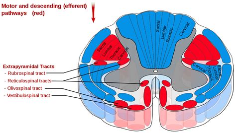 Lateral Reticulospinal Tract