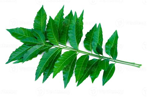 Fresh organic green herbal neem or azadirachta indica leaves on branch isolated on white ...