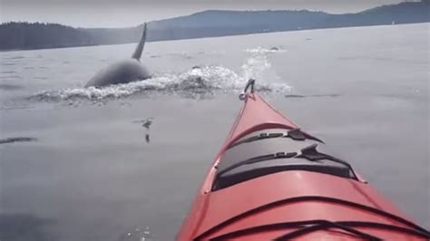 Orca pod surrounds kayaker near San Juan Island - British Columbia - CBC News