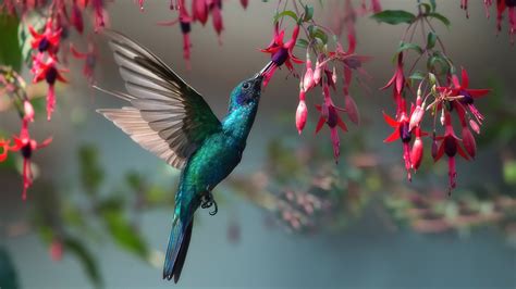 Download Fuchsia Flower Bird Animal Hummingbird 4k Ultra HD Wallpaper