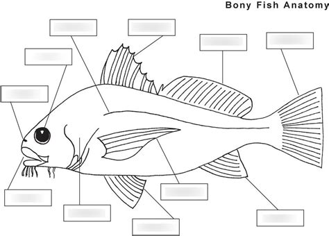 Bony Fish Anatomy Worksheet | Anatomy Worksheets