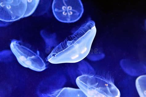 Underwater Image of Jellyfishes Stock Image - Image of fluorescent, colorful: 5878149