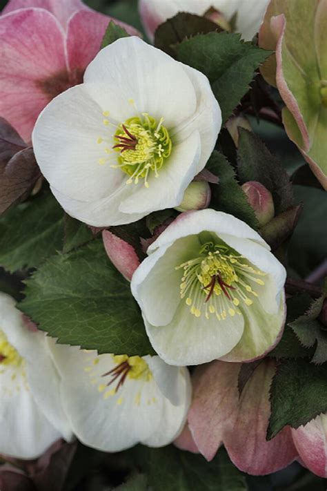 Ice N' Roses® Bianco Hellebore, Monrovia Plant