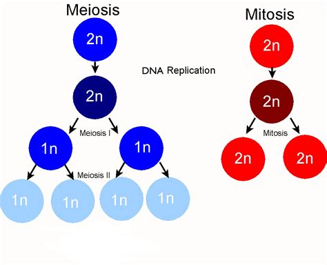 Some Differences Between Mitosis and Meiosis | Way2usefulinfo