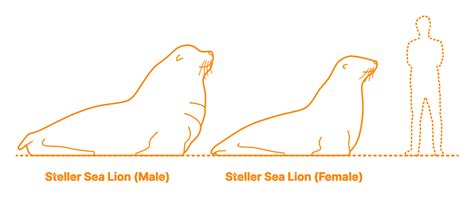 Steller Sea Lion (Eumetopias jubatus) Dimensions & Drawings | Dimensions.com