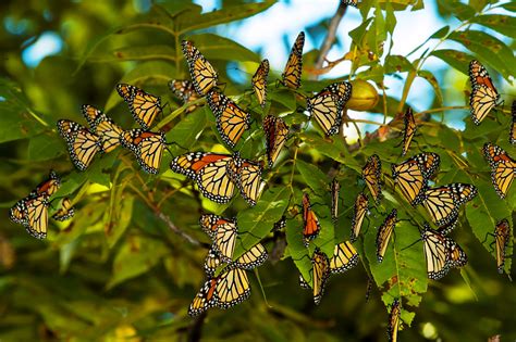 This Year’s Monarch Butterfly Migration Appears Larger Than Usual