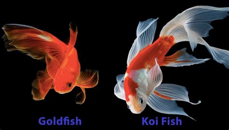 Goldfish & Koi Breeding Together: Truth or Tale? | Hepper