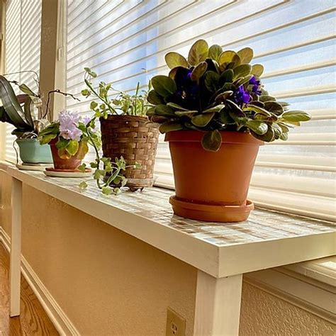 Window Sill Plants - Plants BX