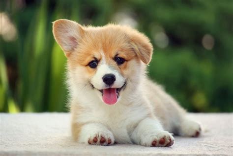 50 Cutest Dog Breeds as Puppies | Reader's Digest