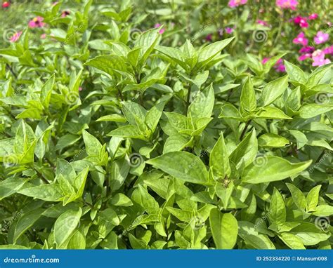 Ocimum Basilicum Plant in Nature Garden Stock Photo - Image of healthy ...