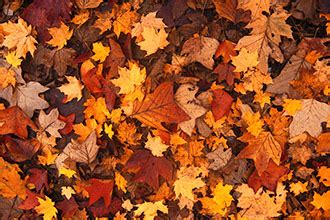 Aspen Fall Colors | Colorado State Forest Service | Colorado State University