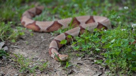 Brown snake baby copperhead snake texas 613311 - Saesipjos4sg7