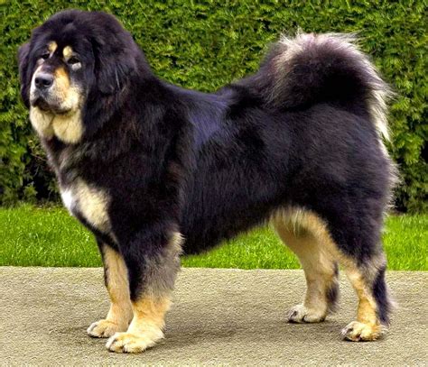 Beautiful Tibetan Mastiff dog photo and wallpaper. Beautiful Beautiful Tibetan Mastiff dog pictures