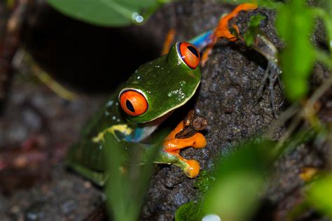 Red-Eyed Tree Frog Species Guide: All Must-Know Facts & Pics