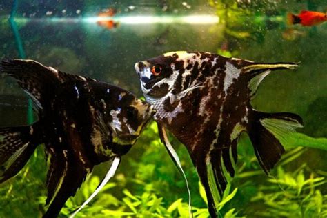 Angelfish Breeding Guide (Everything You Need to Know) - Avid Aquarist