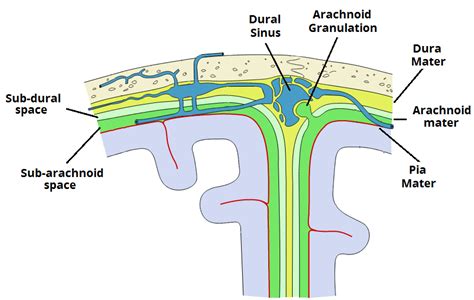 Arachnoid