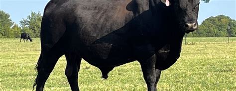 Crime Watch: Brangus bull missing in Collin County - Texas and Southwestern Cattle Raisers ...