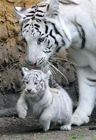 Beautiful White Tiger Cubs Wallpaper | New Stylish Wallpaper