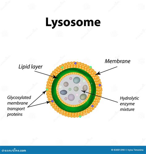 Lysosome Clipart