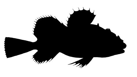 Fish Silhouette Clipart Free Stock Photo - Public Domain Pictures