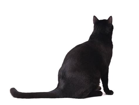 Best Black Cat Sitting Stock Photos, Pictures & Royalty-Free Images - iStock