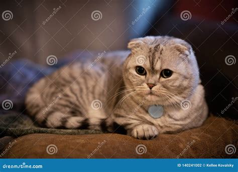 Adorable Chubby White and Silver Scottish Fold Munchkin Cat Laying on ...