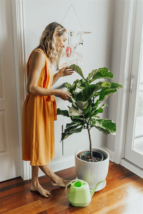 8 Essential Tips for Fiddle Leaf Fig Tree Care, from an Expert