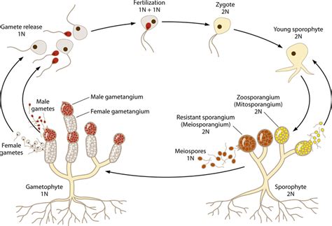 Glomeromycota Life Cycle