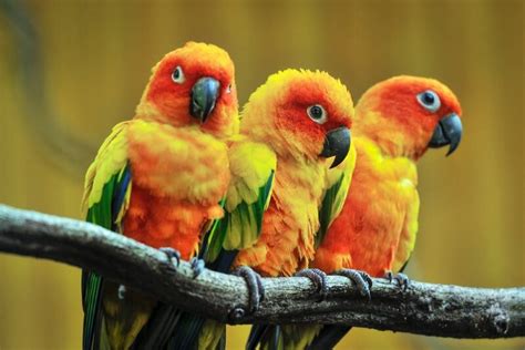 What Do Parrots Eat? (Safe Foods For Parrots) - We're All About Pets