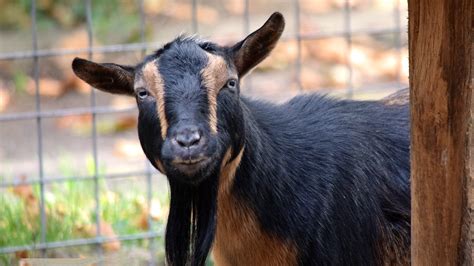 Nigerian Dwarf Goats Full Grown