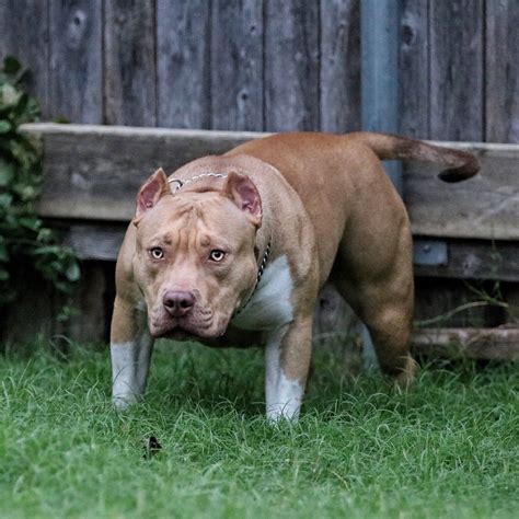 37 Excited How To Train A American Bully Puppy Photo 4K - Bleumoonproductions