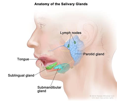 Salivary Gland Cancer Treatment (Adult) | Vanderbilt-Ingram Cancer Center