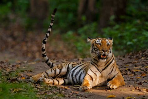 The Iconic Tigers Of India | Nature inFocus