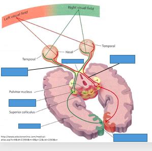 visual pathway Diagram | Quizlet