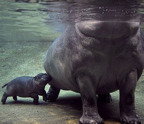 Baby Hippo & Mom - 1Funny.com