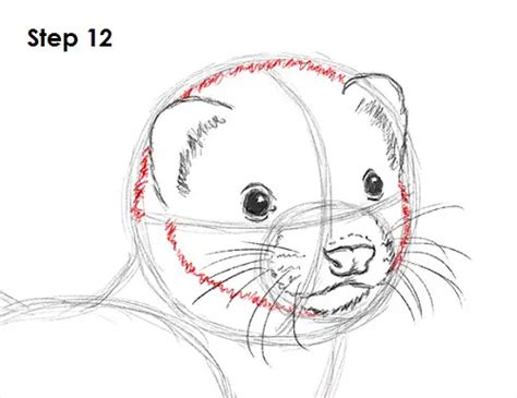 How to Draw a Ferret