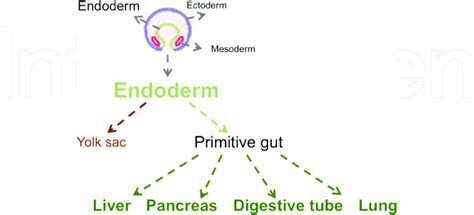 Summary of organs originated from endoderm. | Download Scientific Diagram