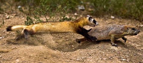 Fascinating Black-Footed Ferret Facts