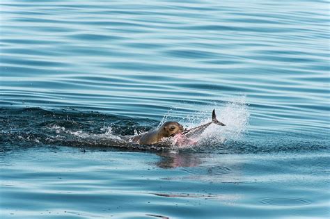 California Sea Lion Feeding Photograph by Christopher Swann/science Photo Library | Fine Art America