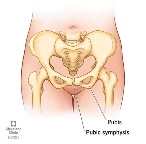 Female Pelvic Ligaments During Pregnancy