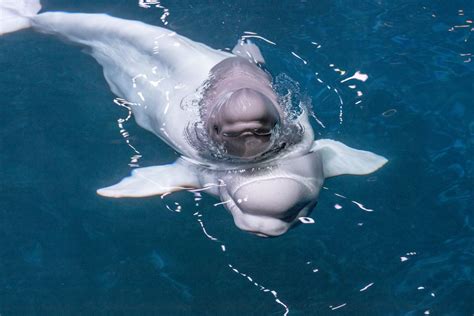 Two weeks along, Shedd Aquarium’s male baby beluga whale doing ‘exceptionally well’ - Chicago ...