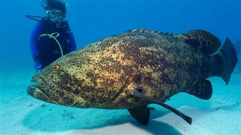 Watch Goliath Grouper Snatch Shark In Single Bite - ABC News