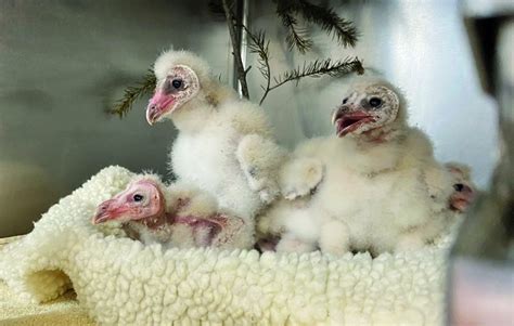 Patient of the Week: Six Baby Barn Owls Rescued After Being Orphaned - Bird Alliance of Oregon