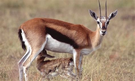 Thomson's Gazelle - Facts, Diet & Habitat Information