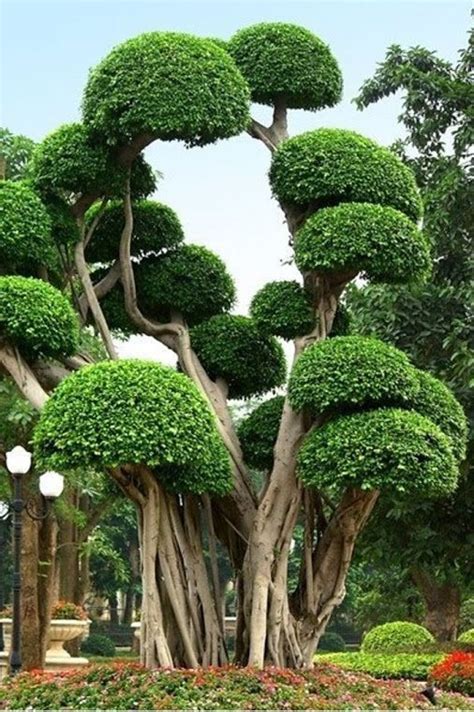 Google+ | Nature tree, Beautiful tree, Unique trees